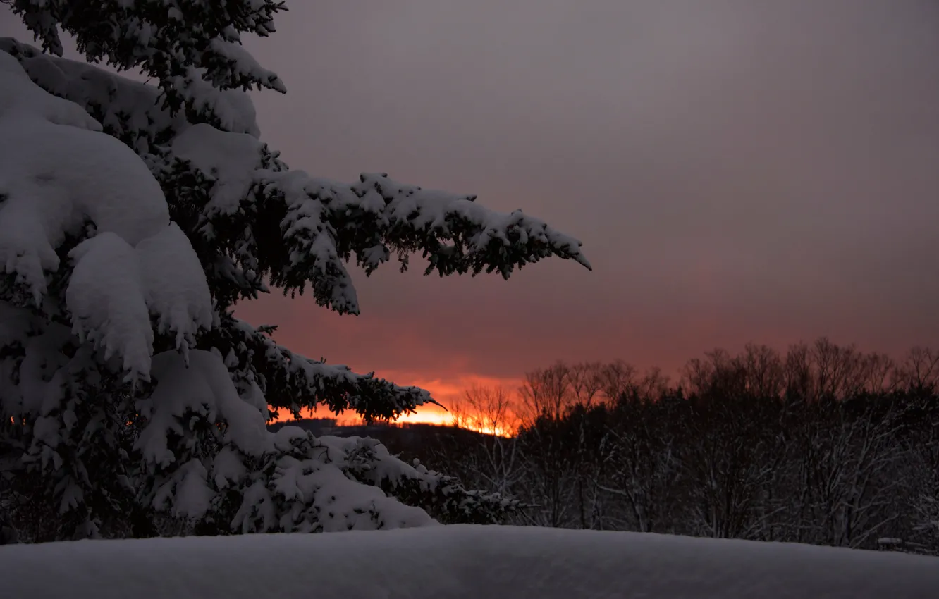 Фото обои зима, небо, снег, деревья, закат, вечер