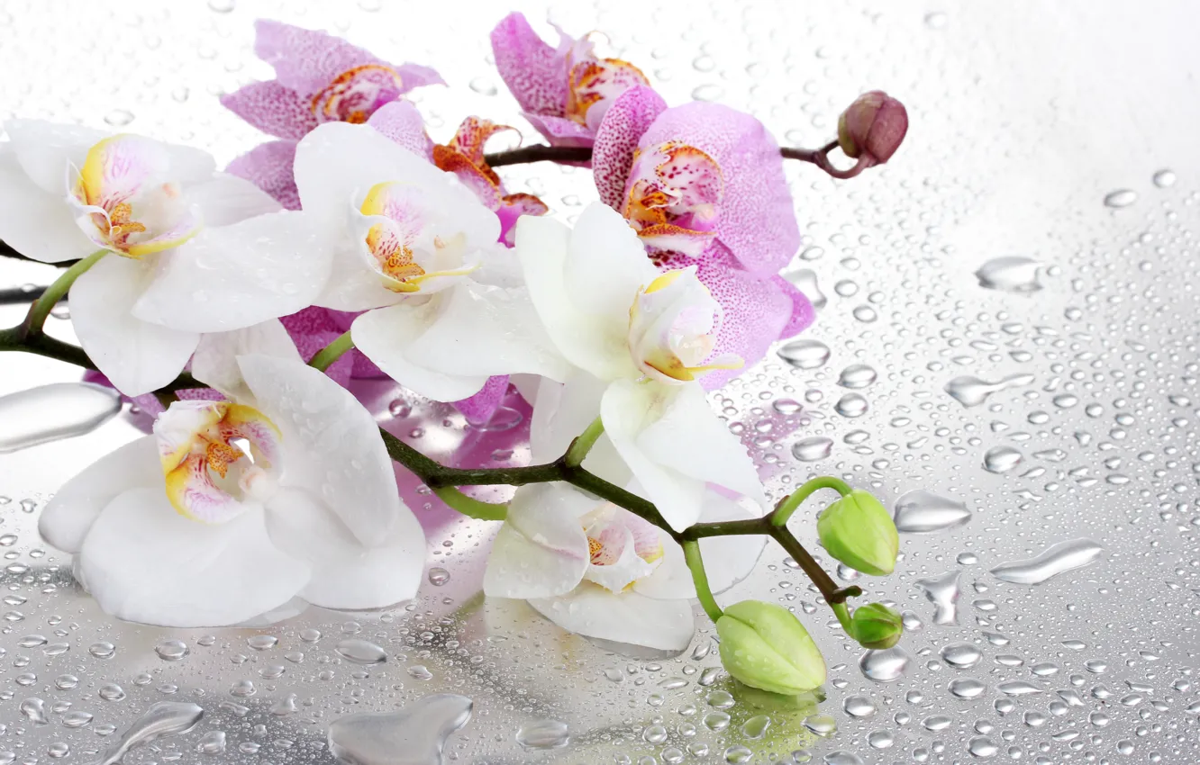 Фото обои стекло, вода, цветы, ветки, капельки, орхидея