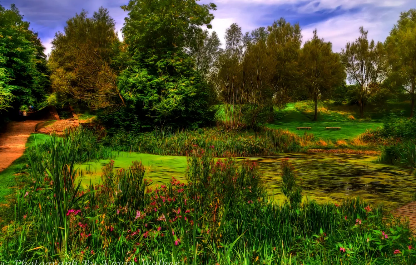 Фото обои деревья, пруд, парк, Англия, обработка, Oldham