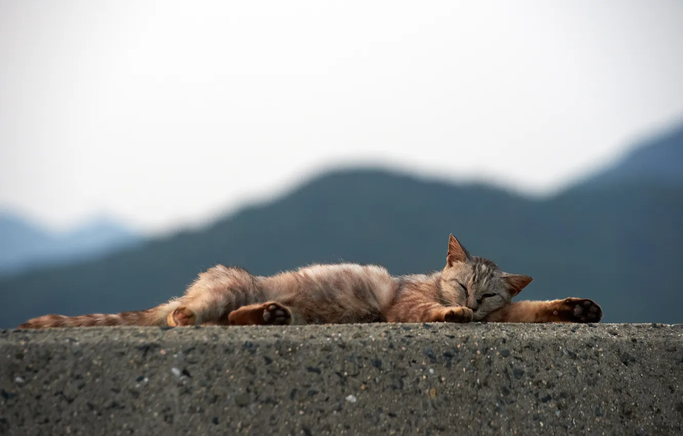 Фото обои кошка, кот, спит, бетон