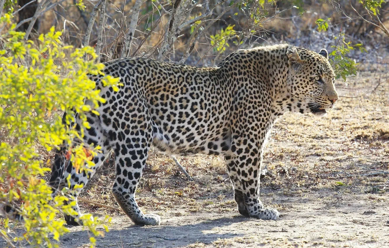 Фото обои хищник, мощь, пятна, леопард, Африка, дикая кошка, кустарник