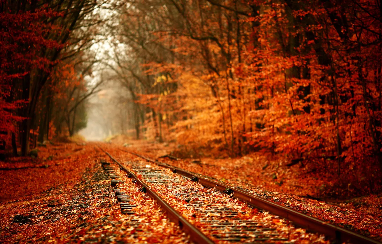 Фото обои дорога, осень, лес, путь