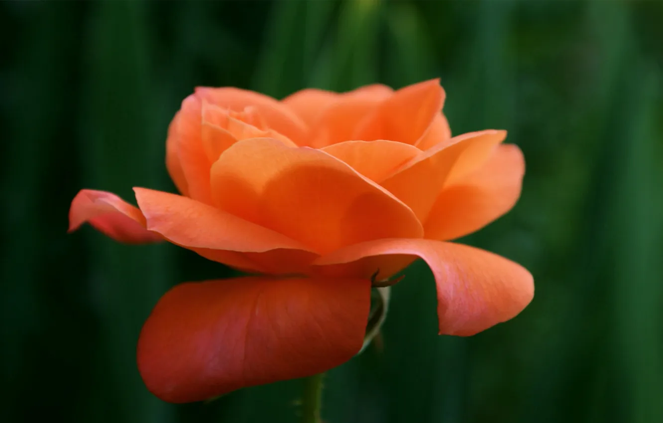Фото обои зелень, цветок, роза, оранжевая