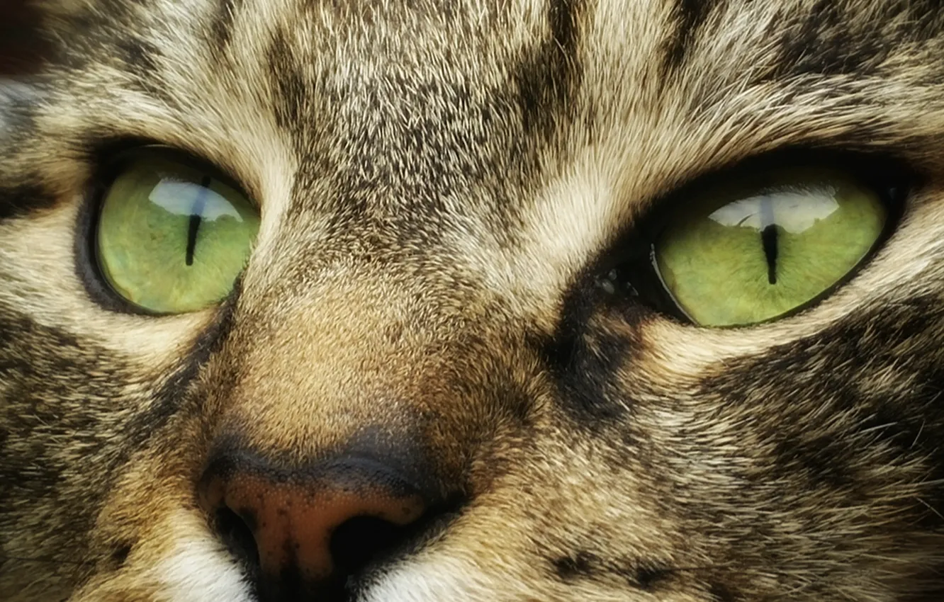 Фото обои wallpaper, green eyes, animals, eyes, cat, face, cats, look