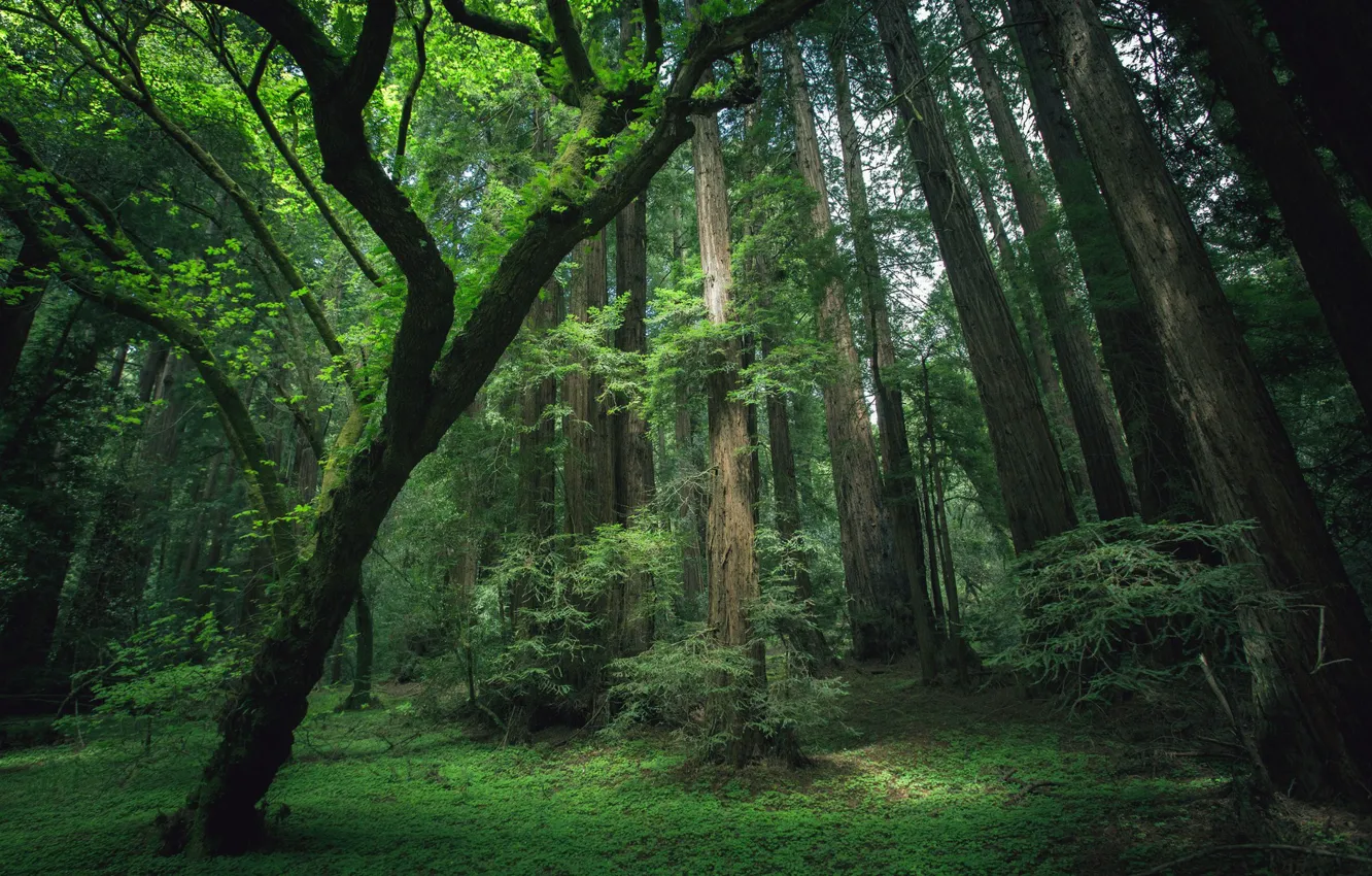 Фото обои зелень, лес, деревья, фото, стволы