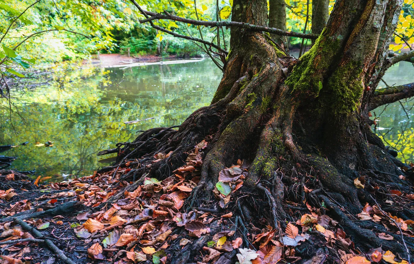 Фото обои осень, лес, деревья, ветки, природа, корни, озеро, пруд