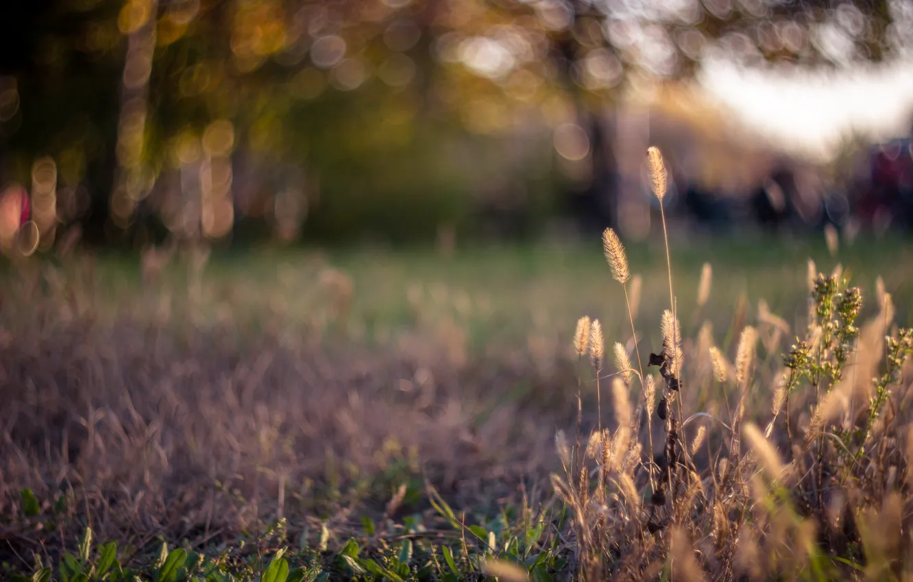 Фото обои трава, блики, колоски, лужайка, боке