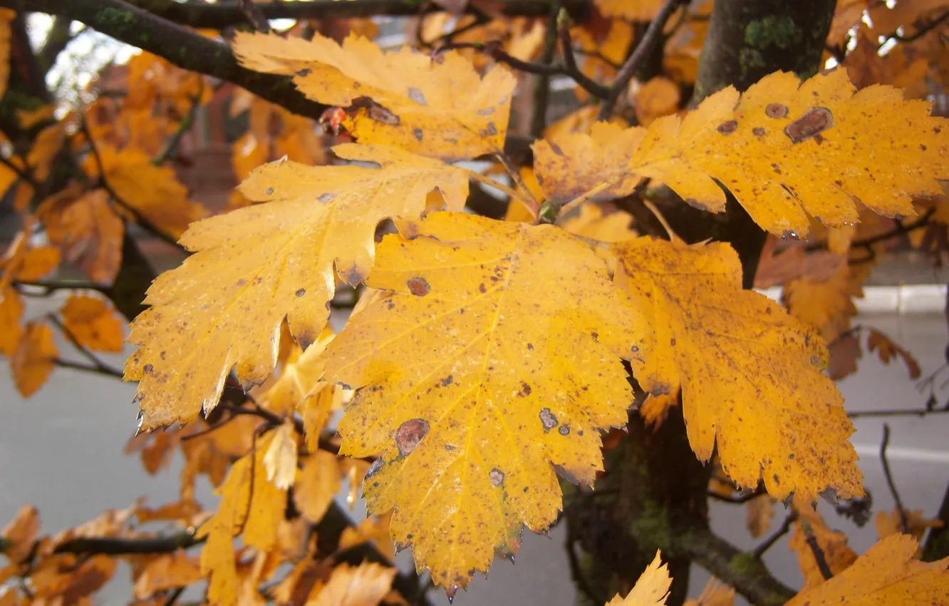 Фото обои осень, листья, жёлтые, Meduzanol ©
