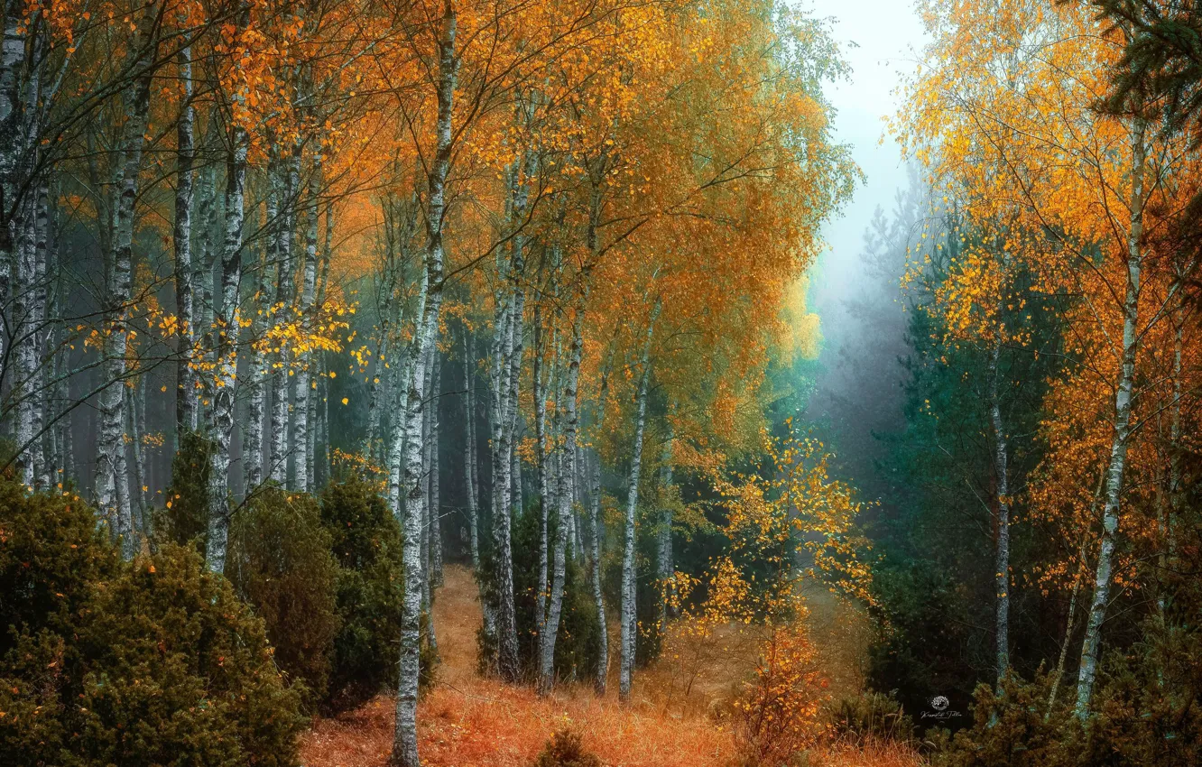 Фото обои осень, лес, деревья, природа, туман, берёзы, кусты
