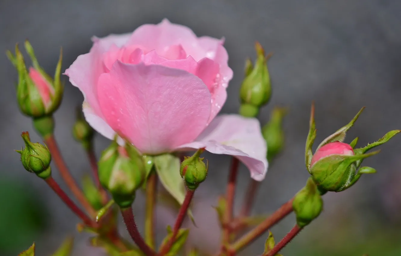 Фото обои бутоны, размытый задний фон, розовая роза