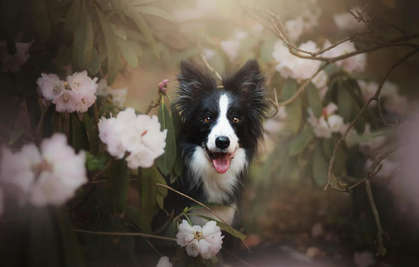 Фото обои взгляд, морда, цветы, ветки, собака, рододендрон, Бордер-колли
