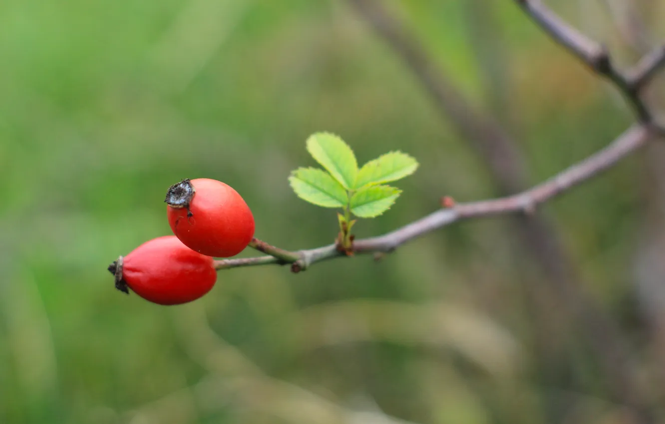 Фото обои red, fruit, twig