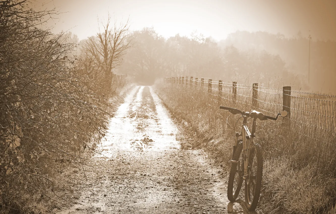 Фото обои дорога, велосипед, туман, утро