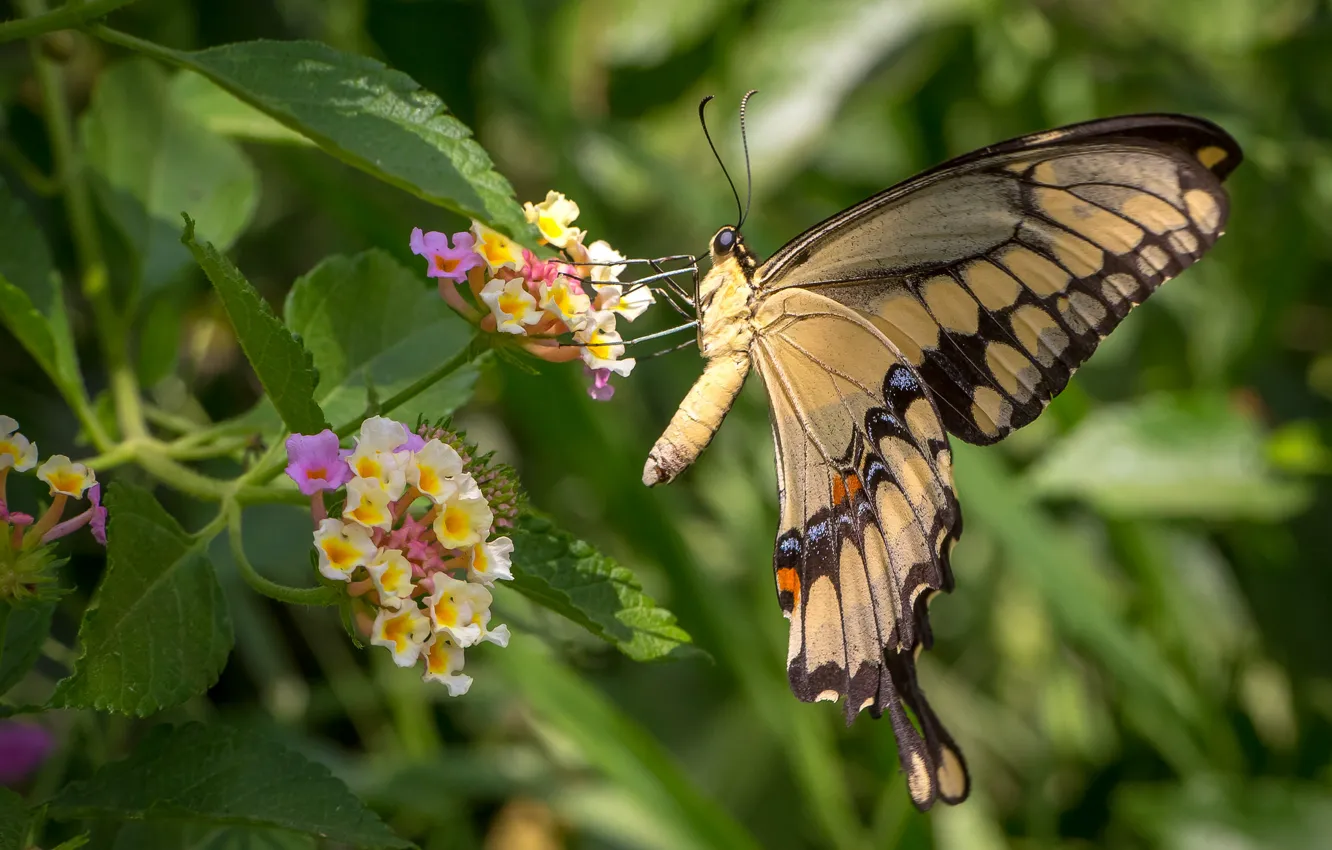 Фото обои цветы, бабочка, крылья, лантана