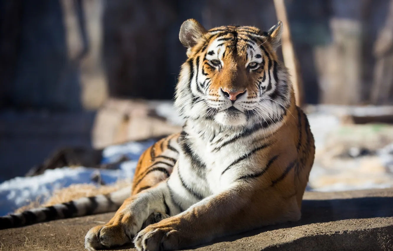 Фото обои морда, отдых, хищник, дикая кошка, амурский тигр