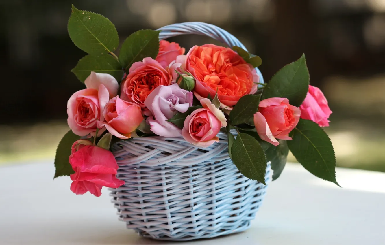 Фото обои листья, цветы, розы, корзинка