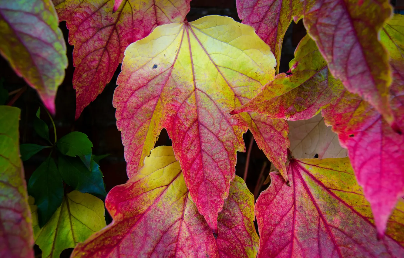 Фото обои осень, листья, природа, краски, багрянец