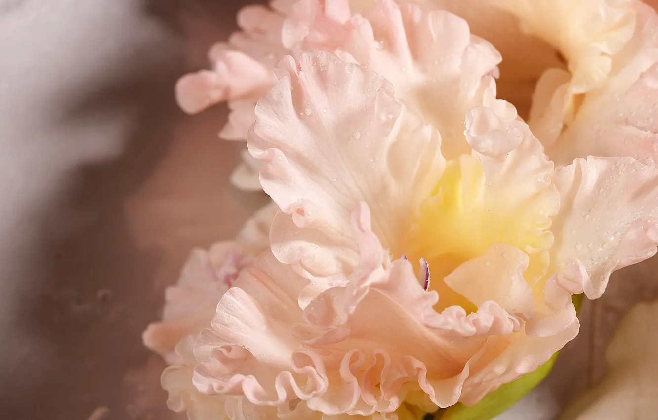 Фото обои цветок, капли, макро, роса, розовый, гладиолус