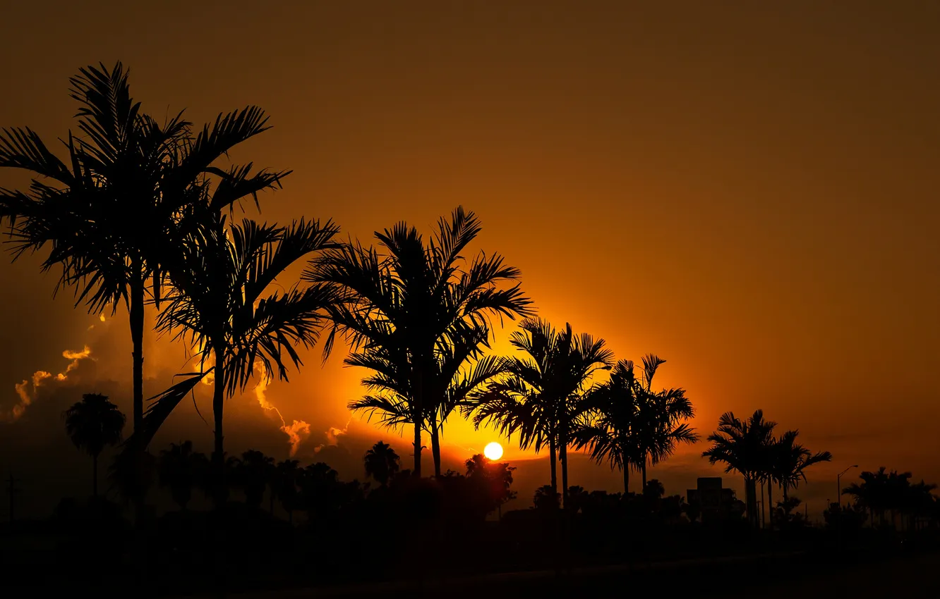 Фото обои небо, солнце, закат, пальма, вечер, силуэт