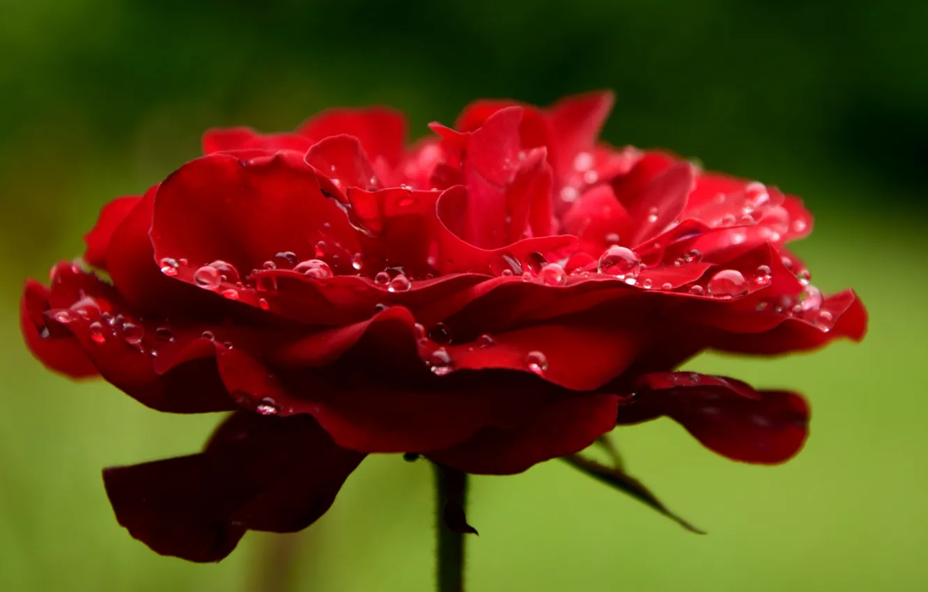 Фото обои цветок, капли, макро, роза, лепестки, red, rose, красная
