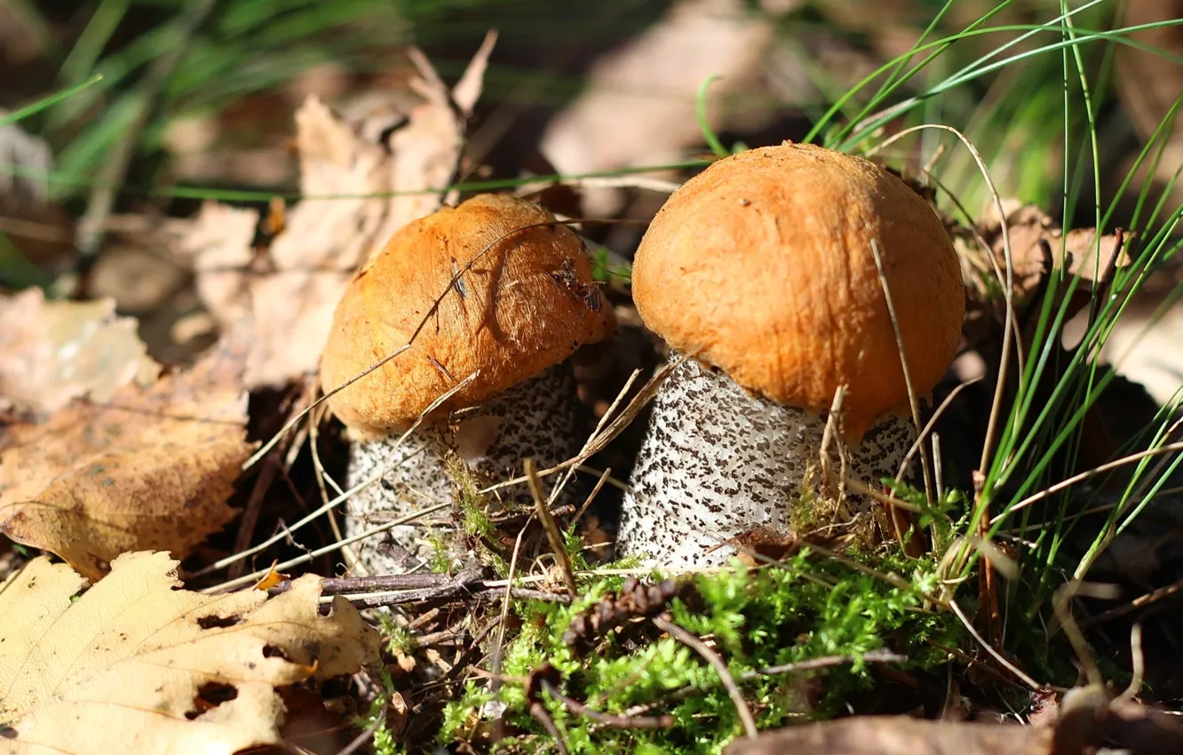 Фото обои макро, грибы, подосиновик, малыши, парочка