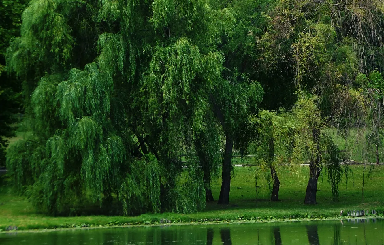 Фото обои зелень, деревья, природа, озеро, green, Nature, trees, lake