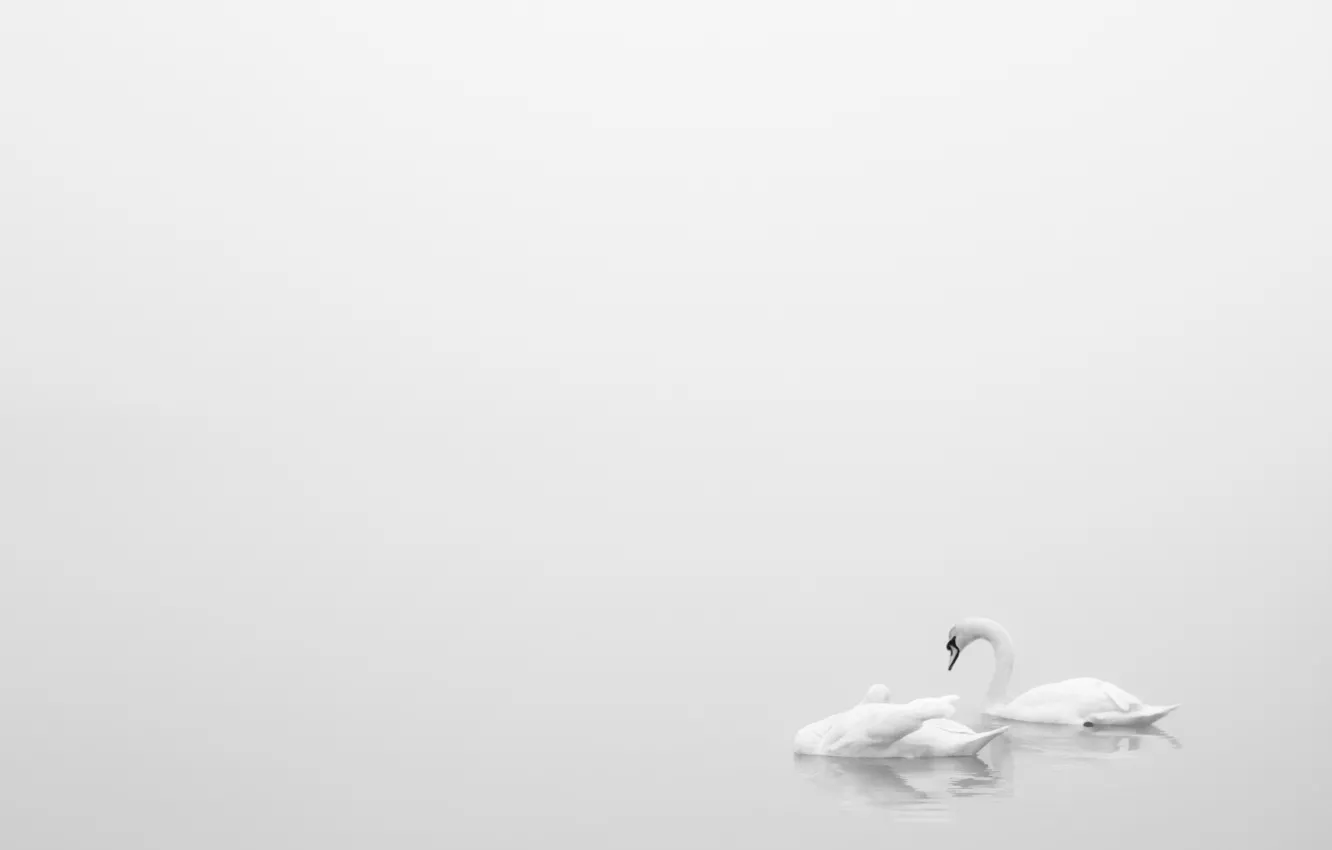 Фото обои озеро, минимализм, лебеди