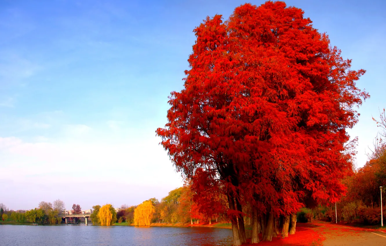 Фото обои дорога, осень, листья, деревья, город, озеро, пруд