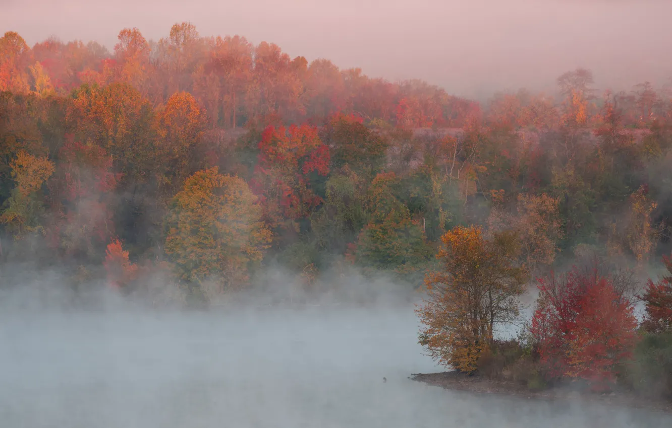 Фото обои осень, деревья, природа, туман, краски, утро, пар