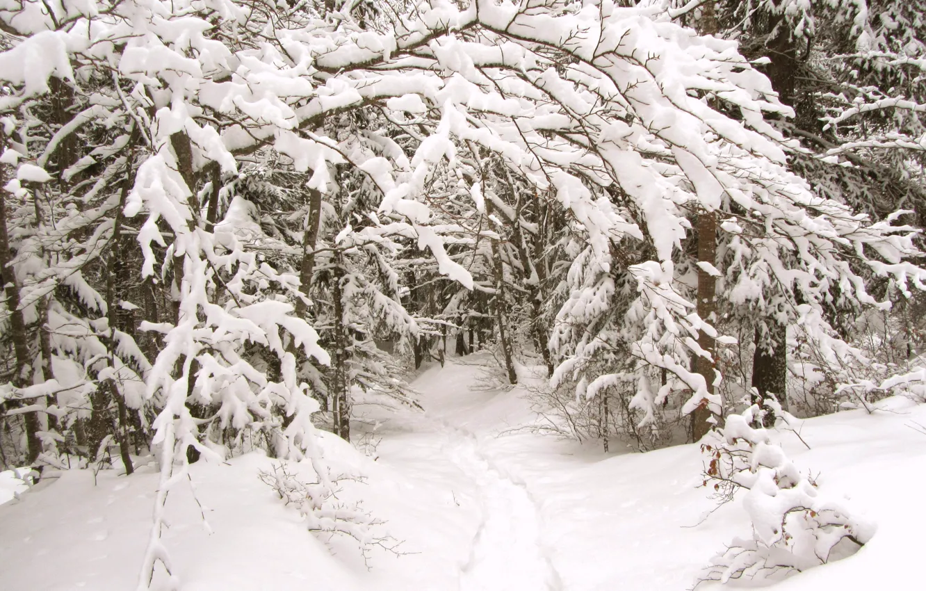 Фото обои зима, лес, снег, тропа, мороз, forest, Winter, snow