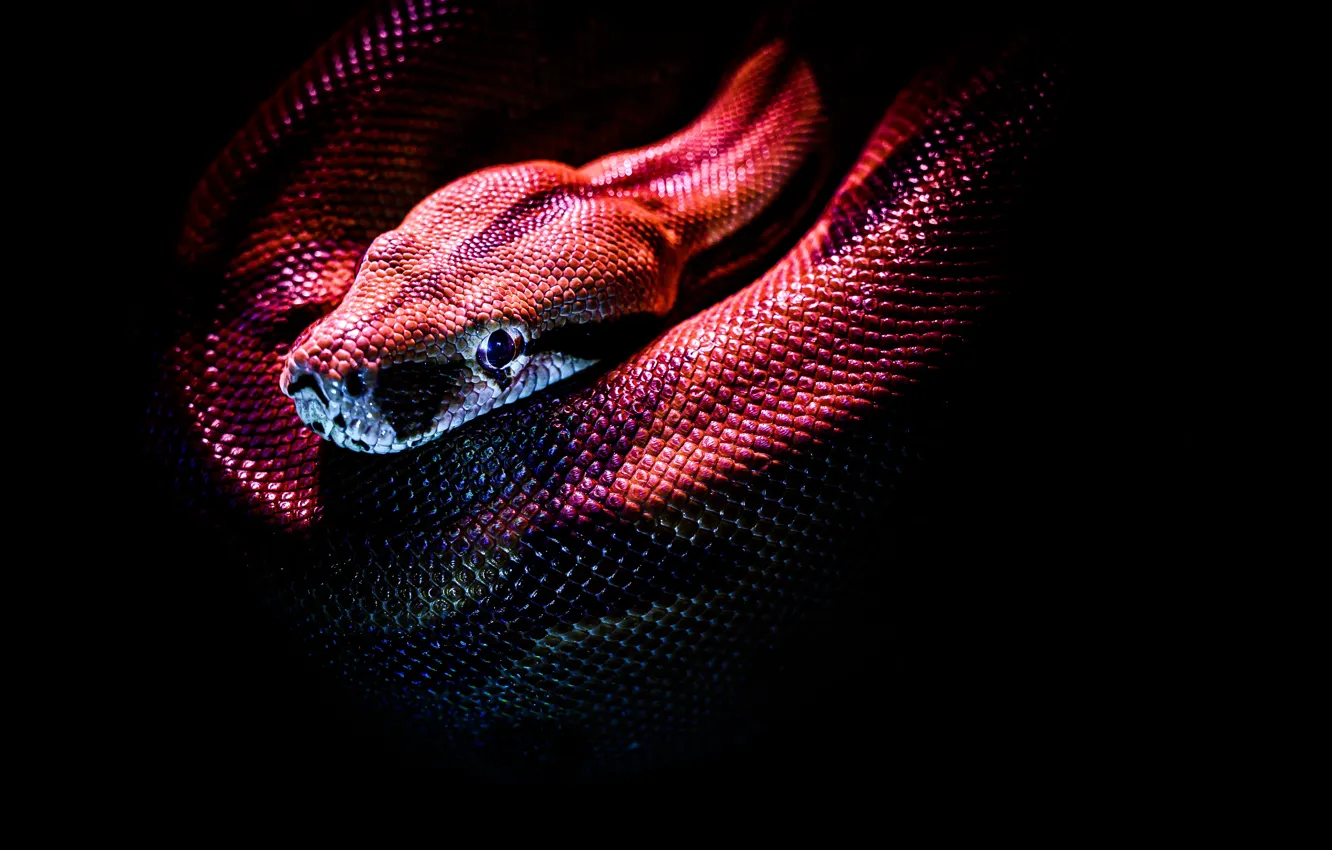 Фото обои фон, чёрный, змея, чешуя, рептилия