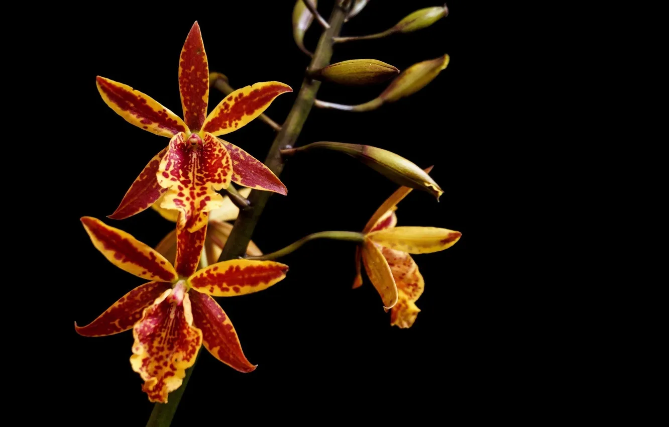 Фото обои цветок, макро, яркий, темный фон, ветка, орхидеи, пестрый