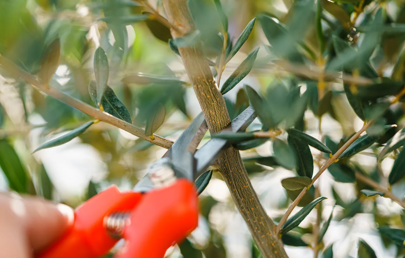 Фото обои tree, scissors, cutting, pruning