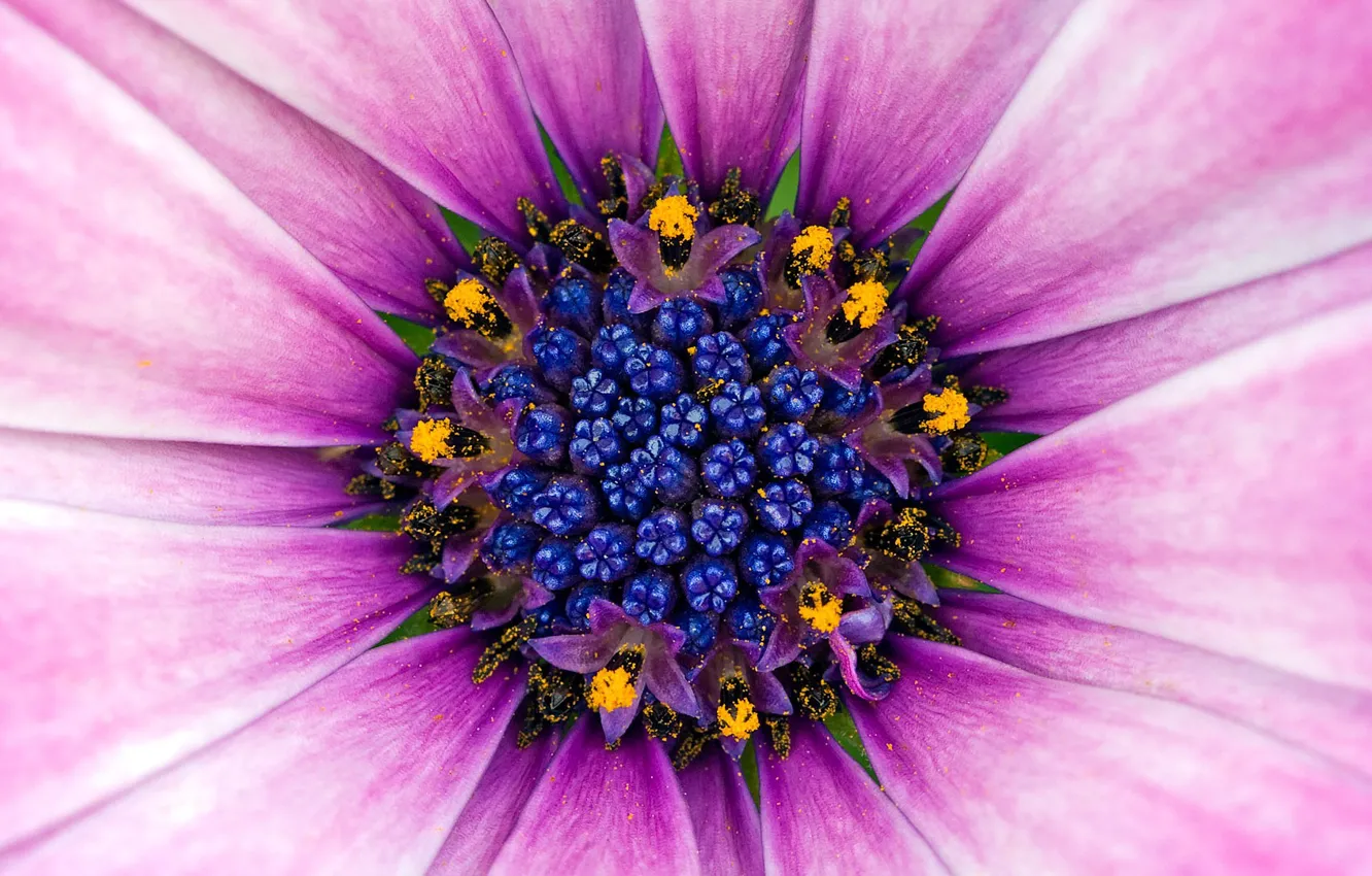 Фото обои Цветок, Пыльца, Фиолет