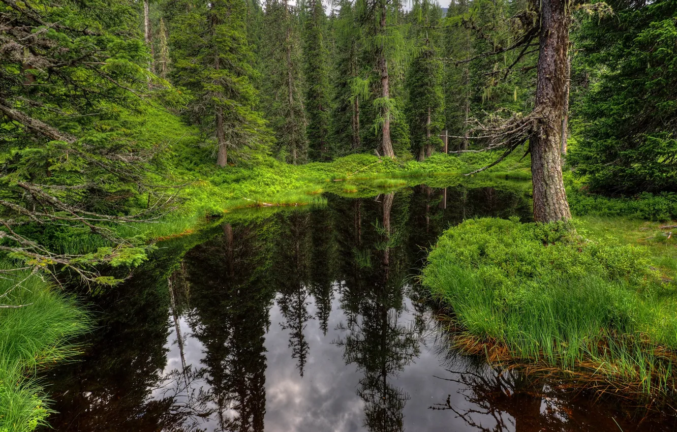Фото обои Зелень, Вода, Лес, Green, Forest, Dark waters