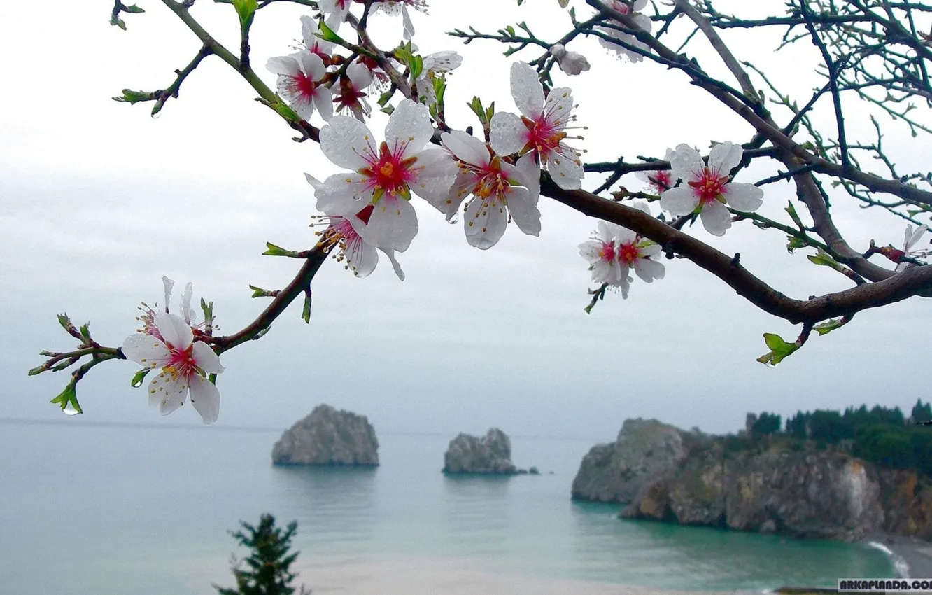 Фото обои море, вода, цветы, океан, Дерево