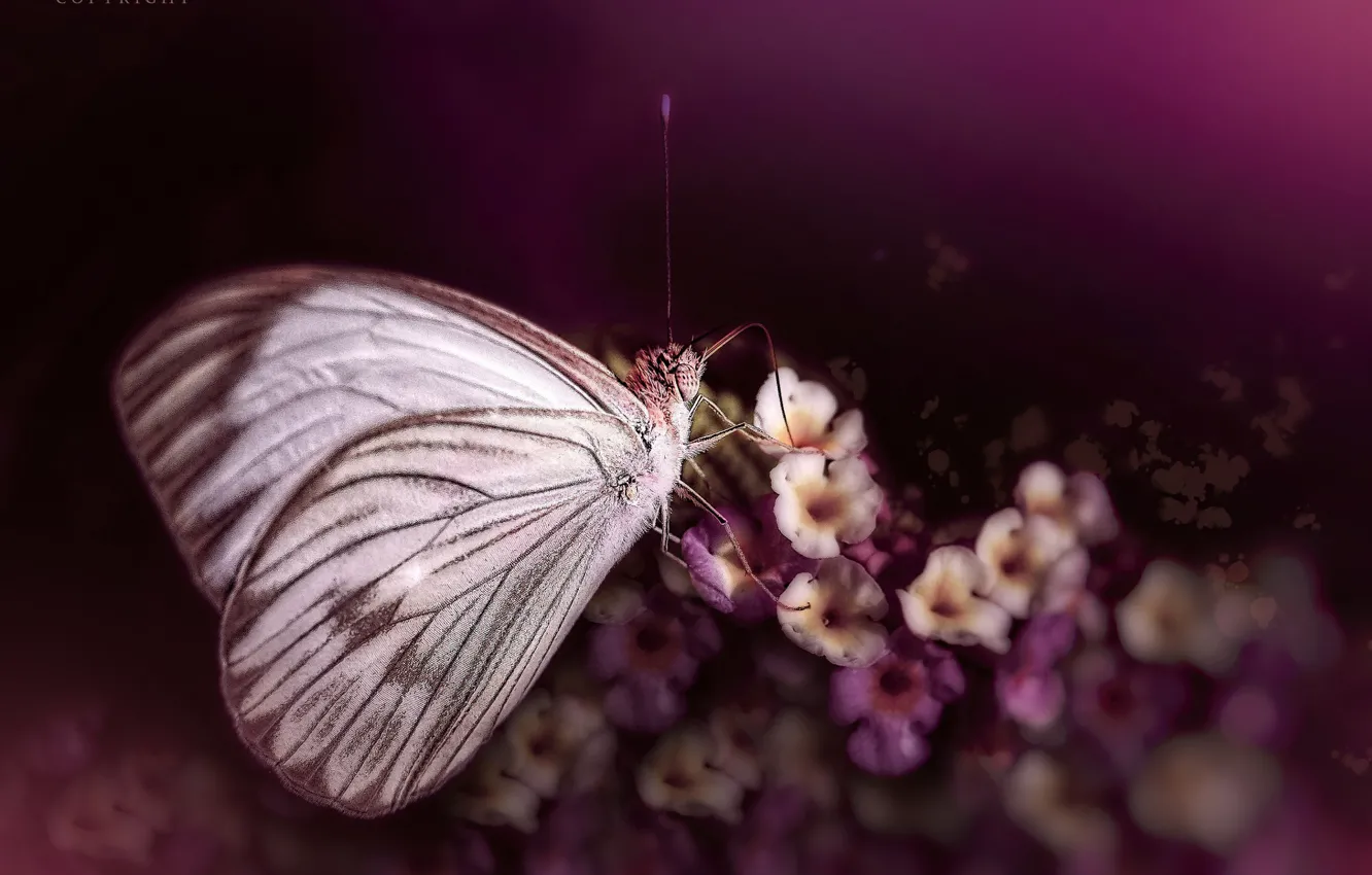Фото обои макро, цветы, бабочка, Eleonora Di Primo
