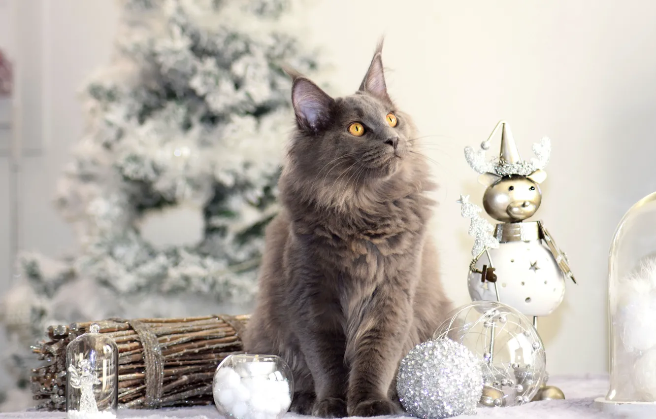Фото обои зима, кошка, кот, взгляд, морда, шарики, ветки, стол