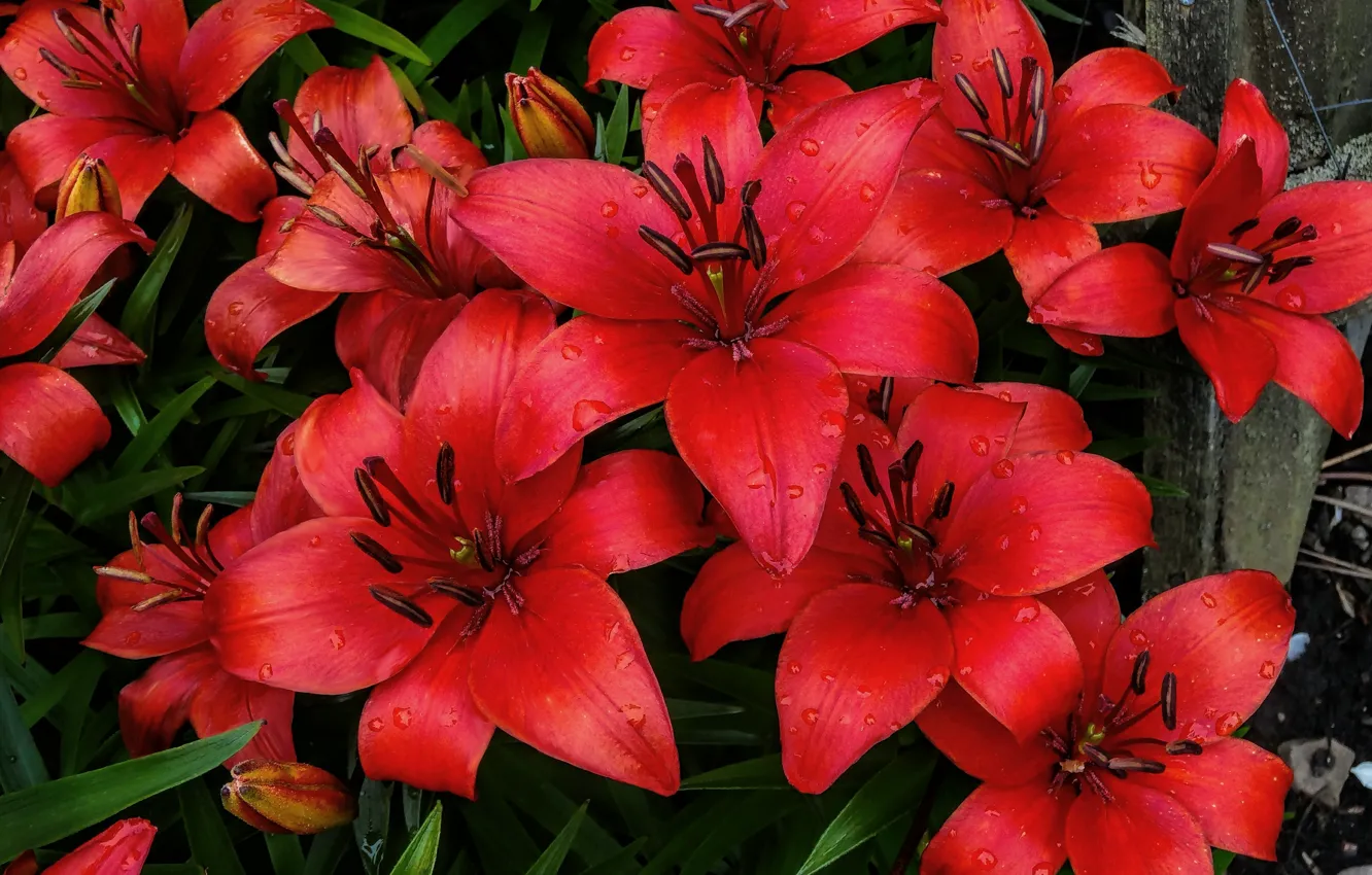 Фото обои капли, макро, цветы, красные, red, flowers, macro, drops
