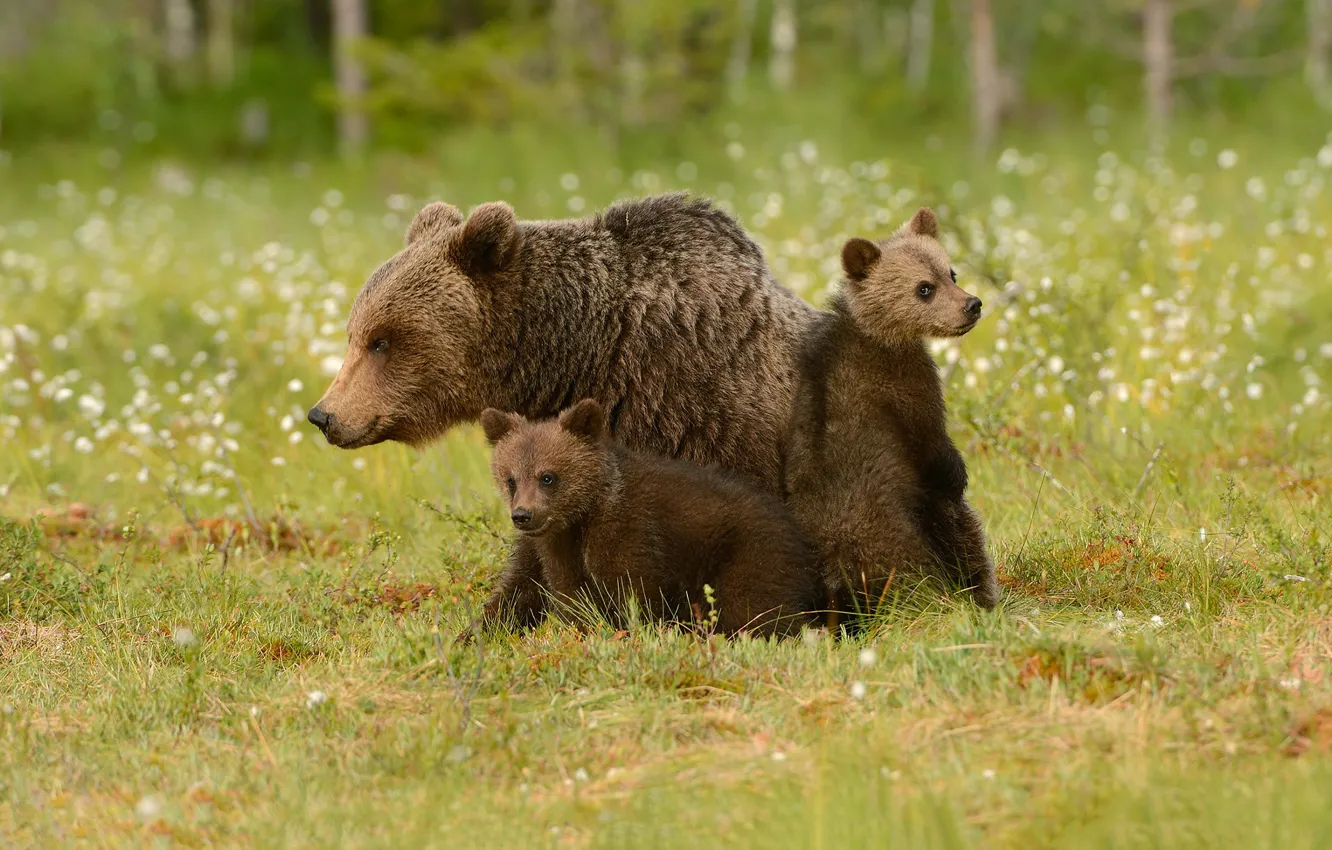 Фото обои трава, медведи, мишки, боке, детеныши, медведица