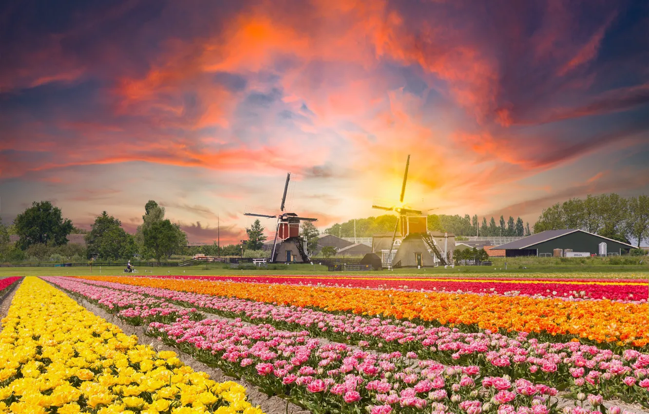 Фото обои поле, закат, цветы, тюльпаны, мельницы, Нидерланды, плантация