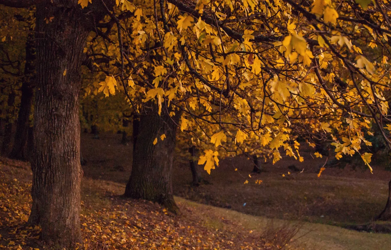 Фото обои лес, листва, Осень, forest, autumn, leaves, fall