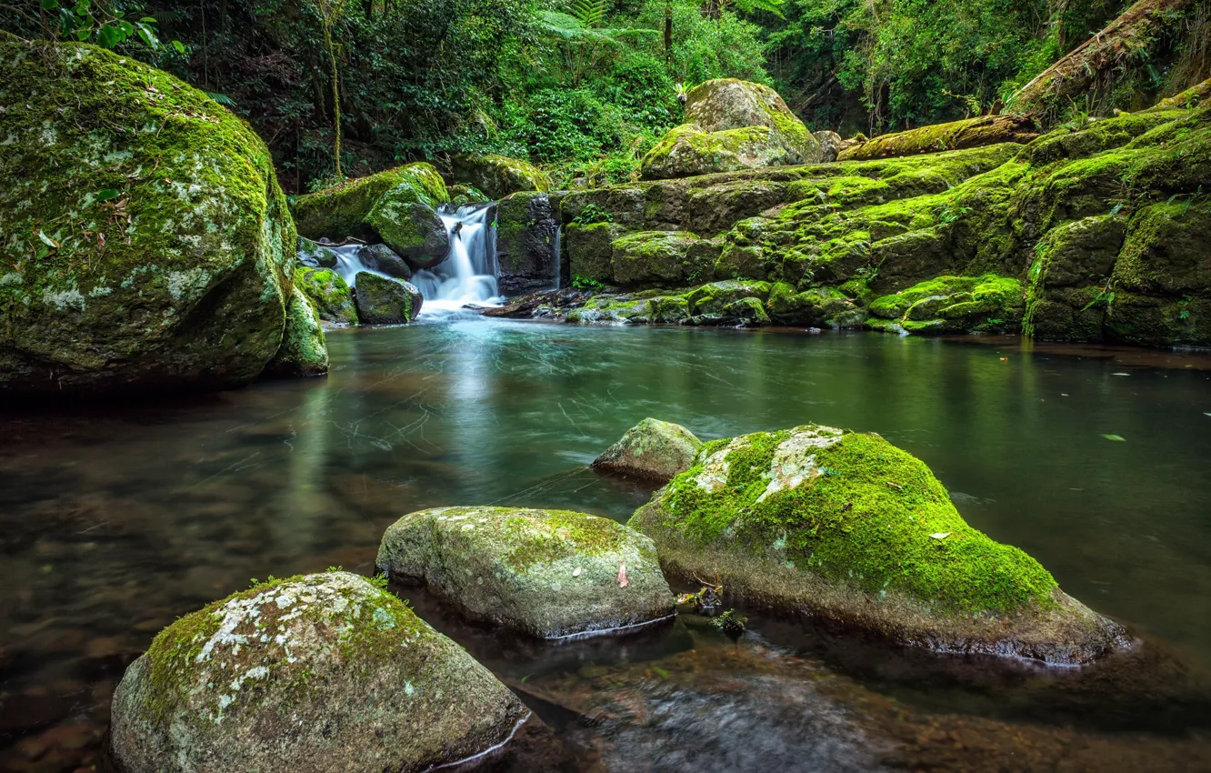 Фото обои лес, деревья, природа, камни, водопад, мох, Австралия, West Canungra Creek Circuit