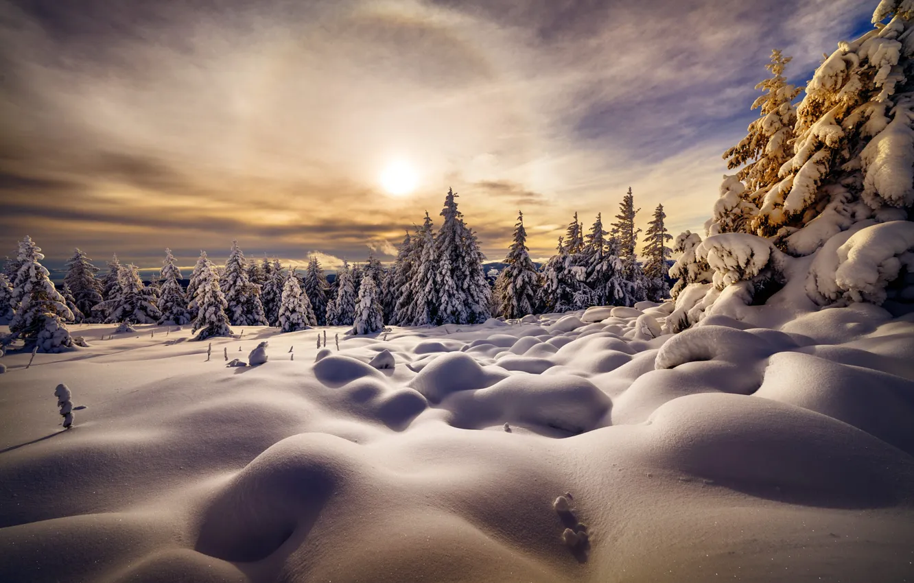 Фото обои зима, снег, деревья, пейзаж, природа, ели, сугробы, гало