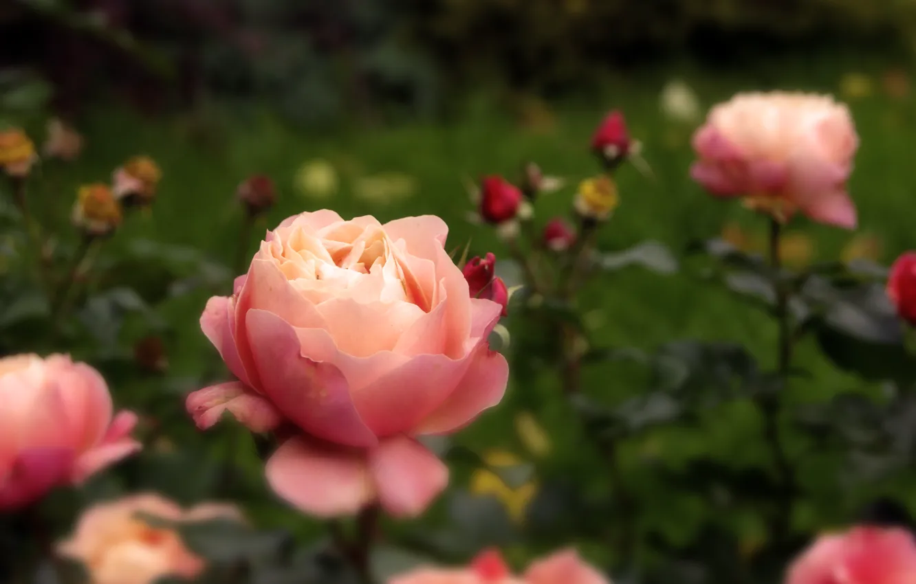 Фото обои осень, цветы, природа, розовый, роза, бутон