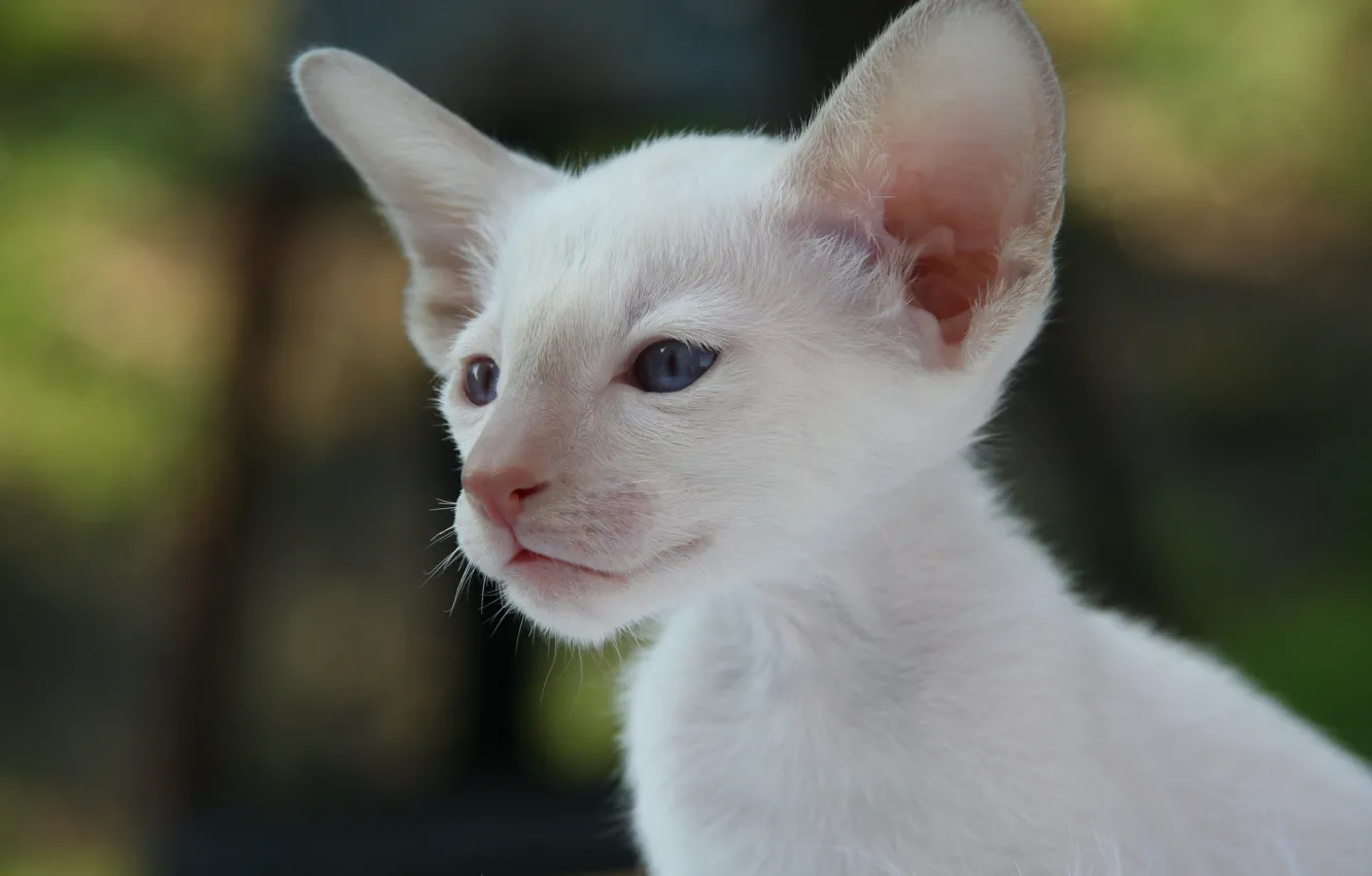 Фото обои взгляд, мордочка, уши, сиамская кошка