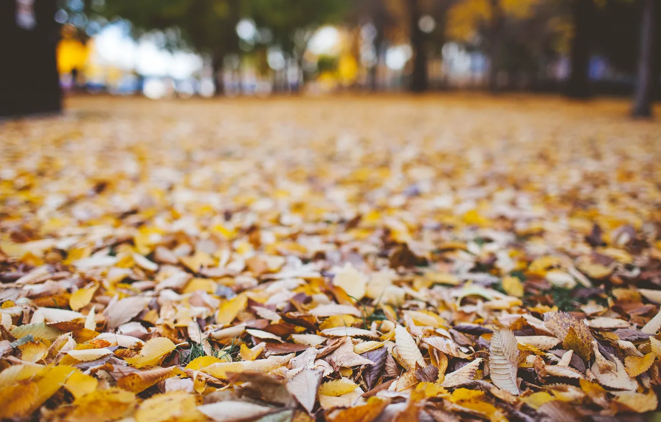 Фото обои осень, листья, сухие