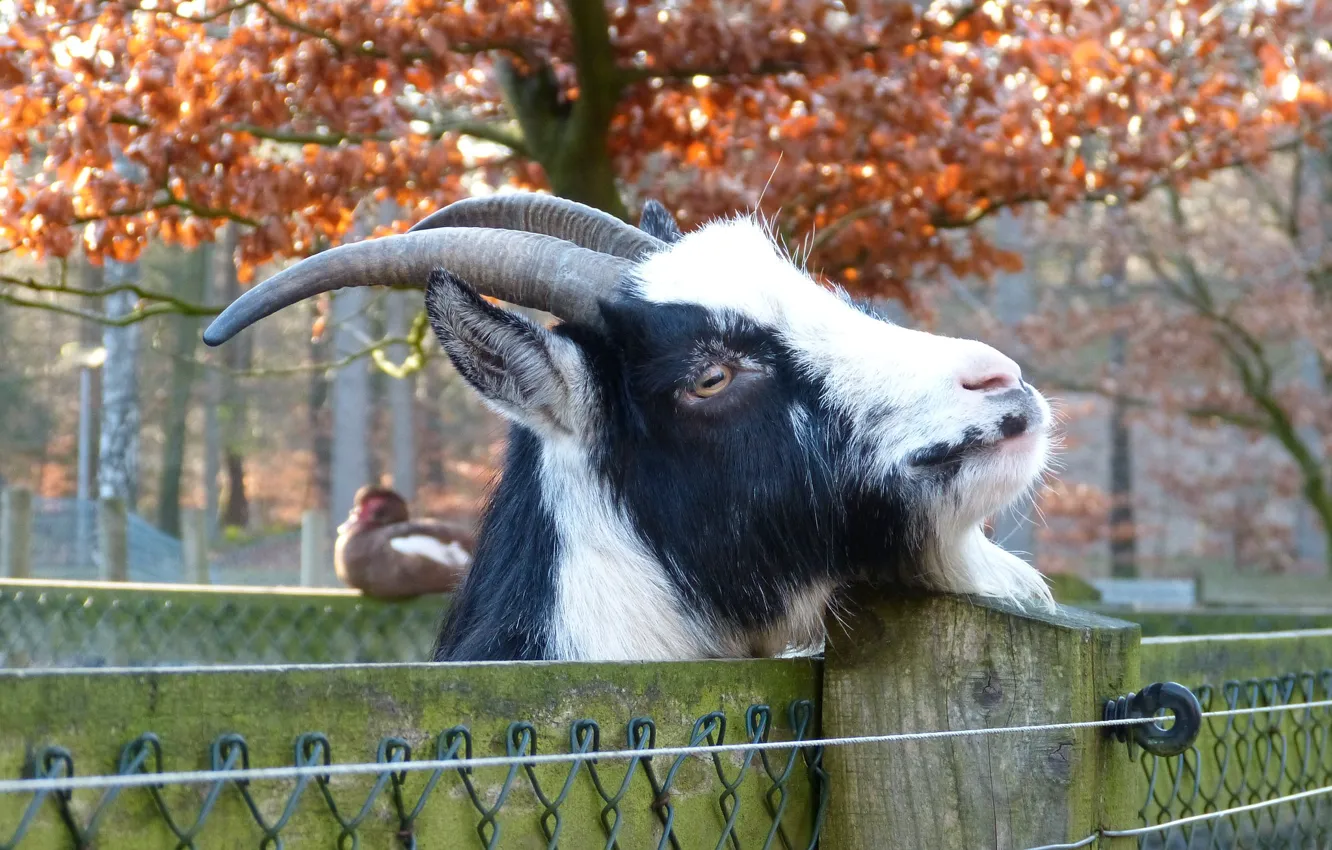 Фото обои сетка, забор, коза
