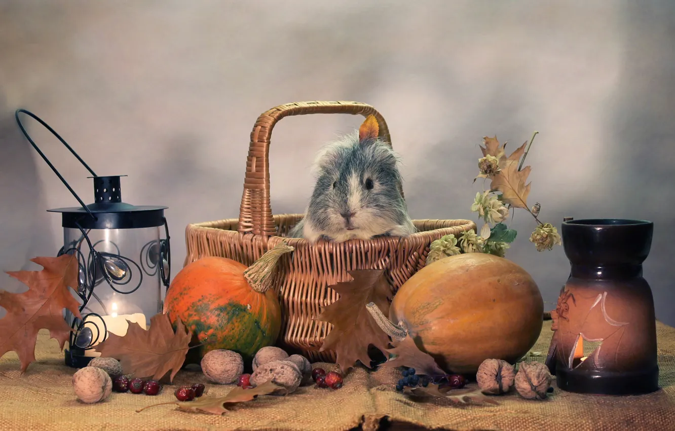 Фото обои осень, животные, юмор, свечи, октябрь, тыквы, хэллоуин, композиция