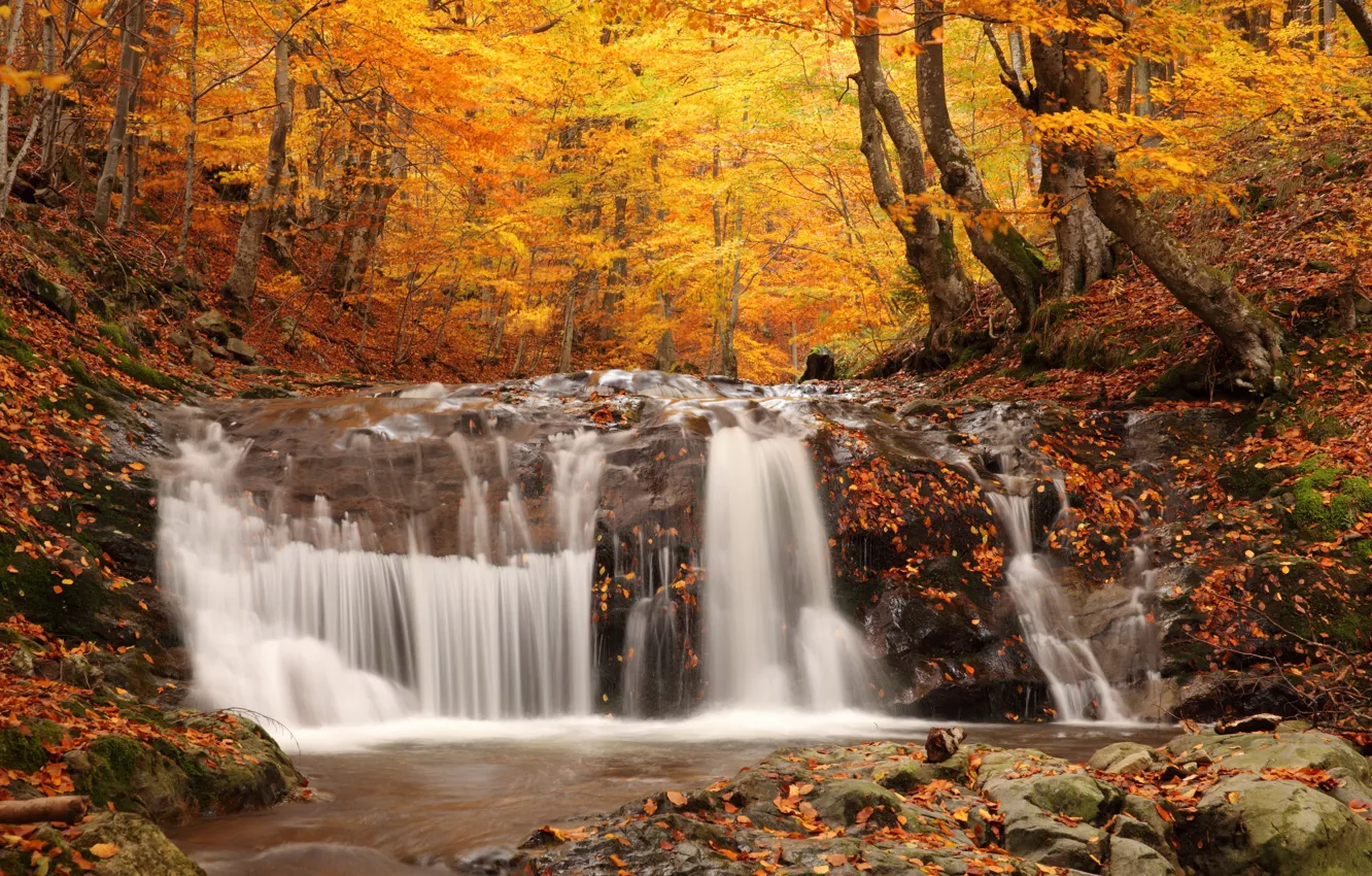 Фото обои осень, лес, деревья, природа, листва, водопад, nature, picture